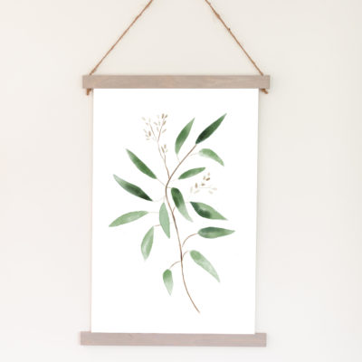 Eucalyptus 